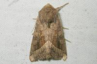 Image 14