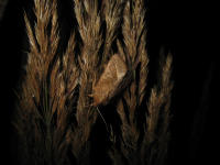 Image 20