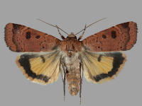 Image 14