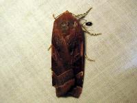 Image 14