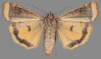 Image 17