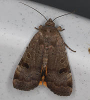 Image 20