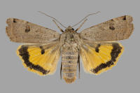 Image 21
