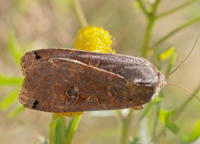 Image 22