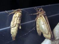 Image 13