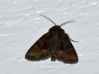 Image 13