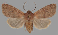 Image 22