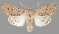 Image 22