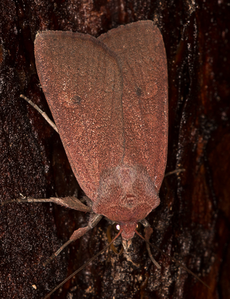 yökköset - Noctuidae | Tunnistus | Suomen Lajitietokeskus