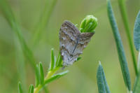 Image 13