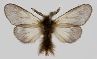 Image 17
