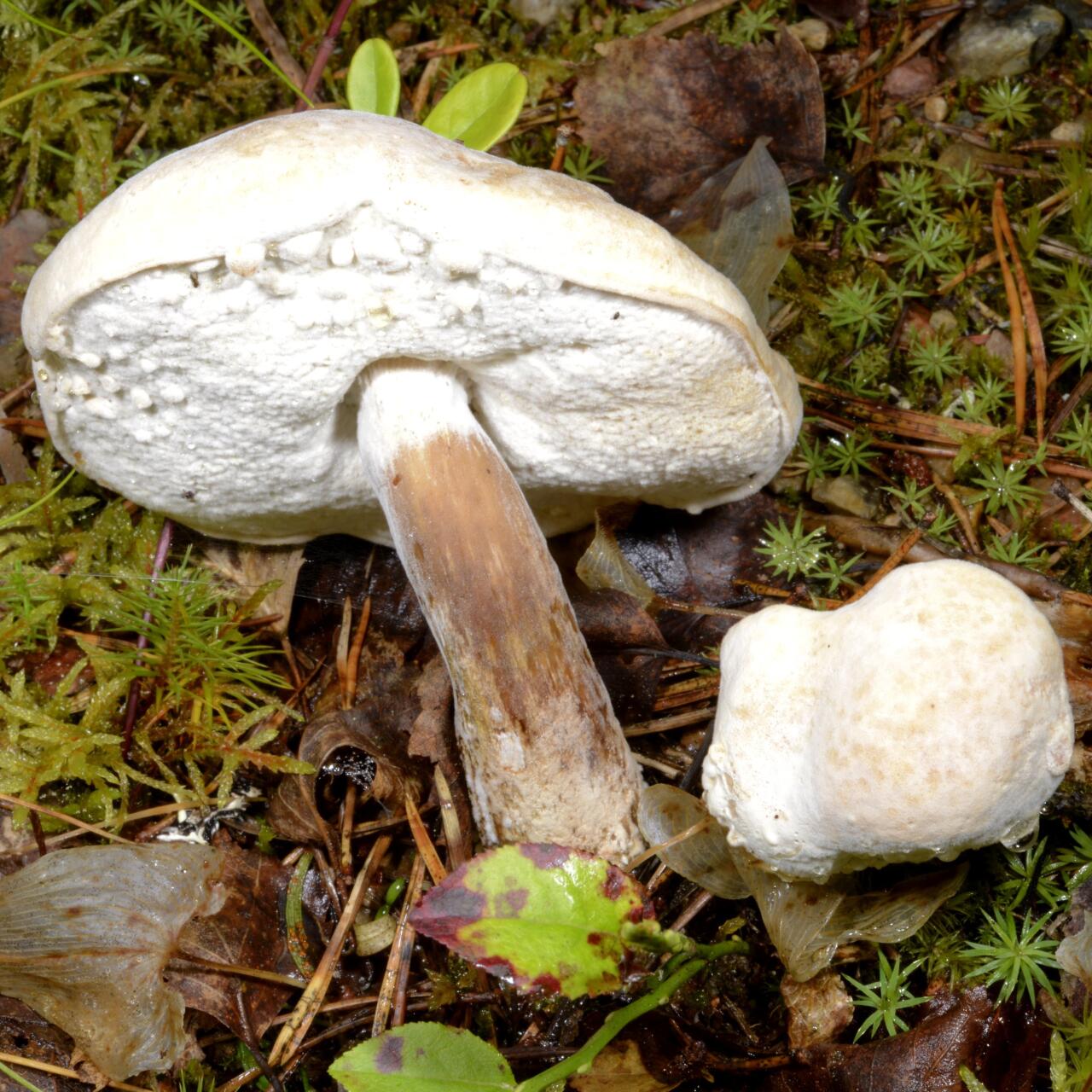 U jinsiy aloqa qilishni xohladi va bunga erishdi. HD formatda onlayn tomosha qiling.