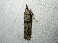 Image 13