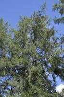 Image 15