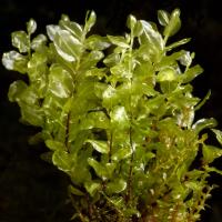 Image 15