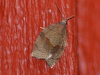 Image 13