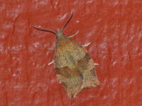 Image 17