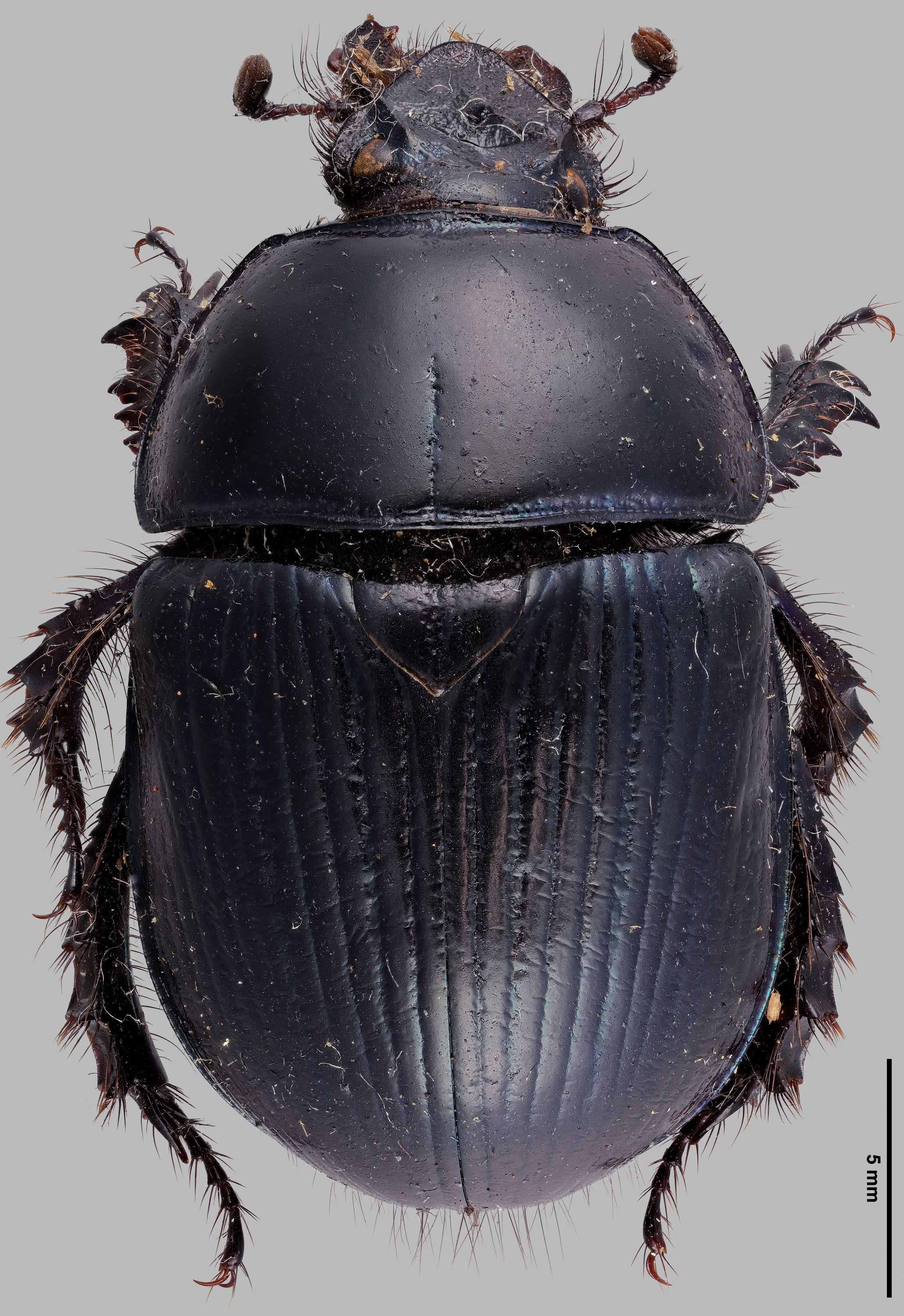 Earth-boring dung beetles - Geotrupidae, Overview