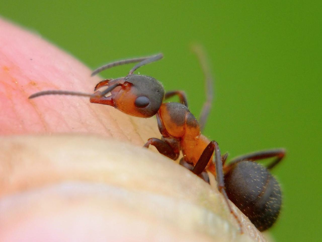 muurahaiset - Formicidae | Tunnistus | Suomen Lajitietokeskus