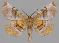 Image 22