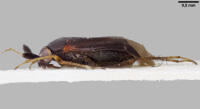 Image 23