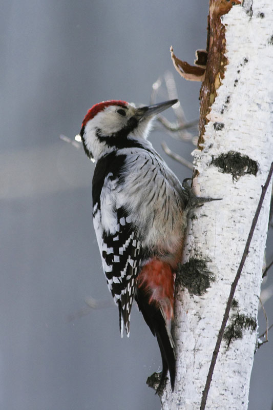 tikat - Picidae | Tunnistus | Suomen Lajitietokeskus