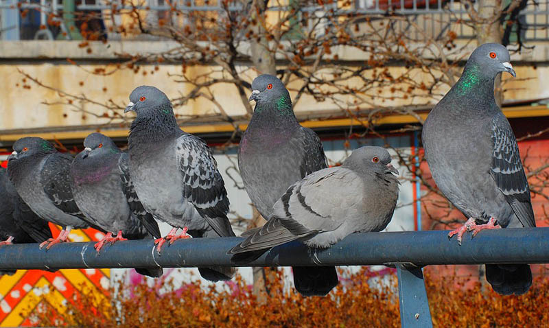 kyyhkyt - Columbidae | Tunnistus | Suomen Lajitietokeskus