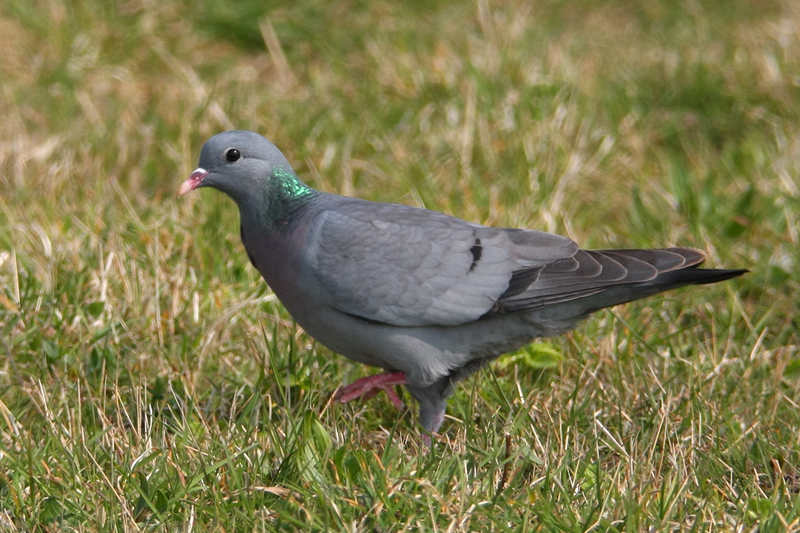 kyyhkyt - Columbidae | Tunnistus | Suomen Lajitietokeskus