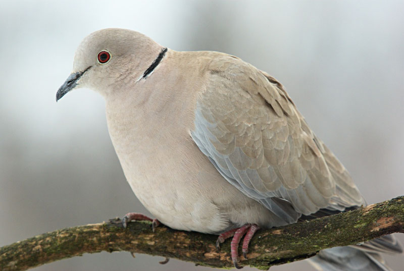 kyyhkyt - Columbidae | Tunnistus | Suomen Lajitietokeskus