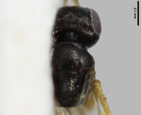 Image 13