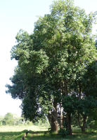 Image 15