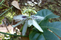 Image 11