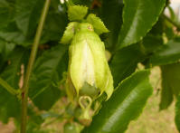 Image 13