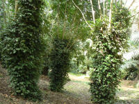 Image 13