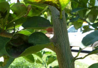Image 14