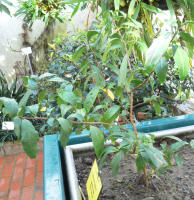 Image 13