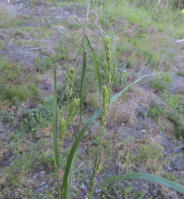 Image 21