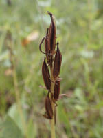 Image 22