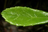 Image 16