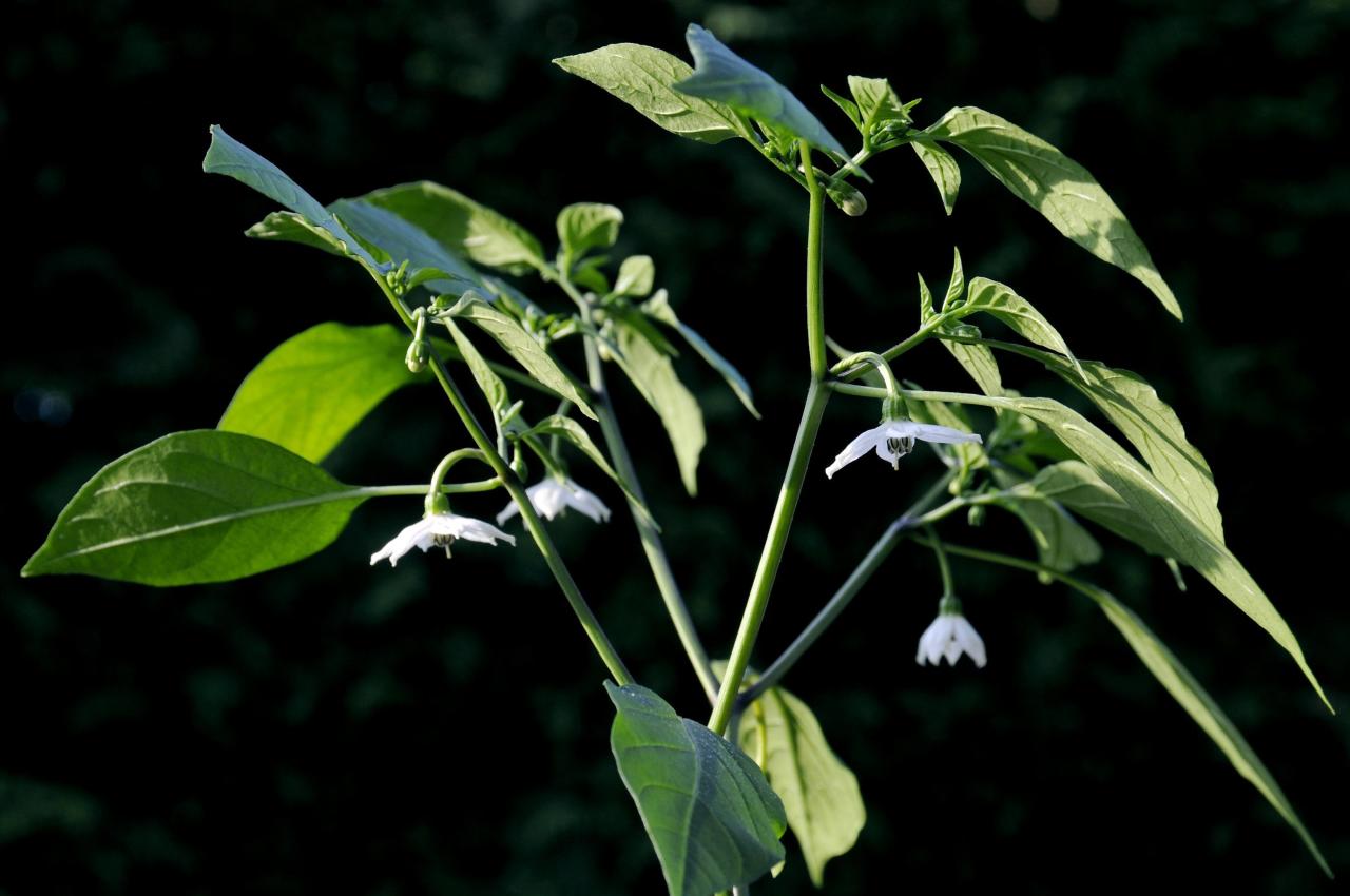 koisokasvit - Solanaceae | Tunnistus | Suomen Lajitietokeskus