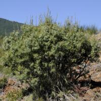 Image 15