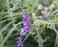 Image 15