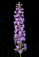 Image 16