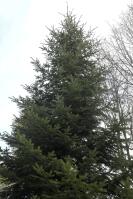 Image 13