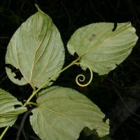 Image 8