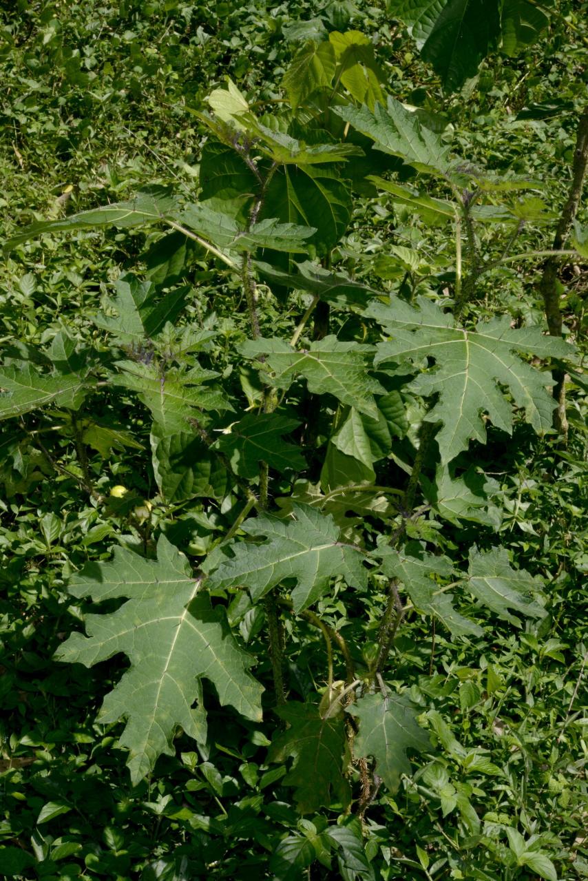 koisokasvit - Solanaceae | Tunnistus | Suomen Lajitietokeskus