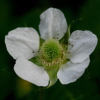 Image 18