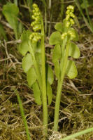 Image 17
