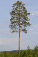 Image 13
