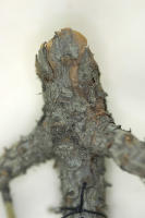 Image 15
